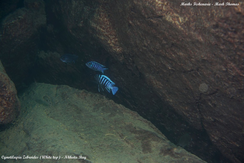 Cynotilapia zebroides 'Nkhata Bay'